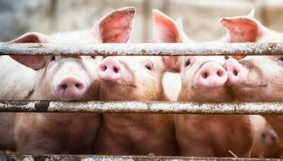 Lidl announces five-year, £500m investment in its British pork supply chain