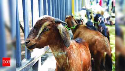 ICAR proposes to add goat farming to Kulaghar system | Goa News - Times of India