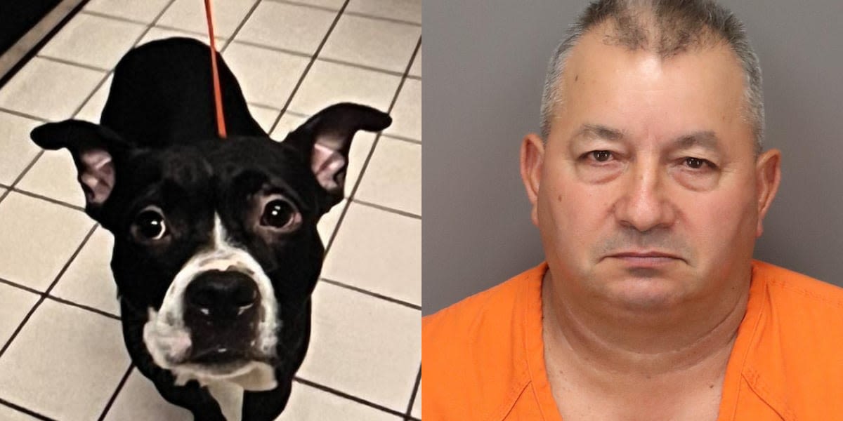 Officials: Man arrested for allegedly decapitating dog he just adopted, dumping it in park