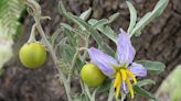 Frequent Mowing May Transform Poisonous Weeds Into ‘Superweeds’