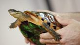Exotic turtles have been poached to near-extinction in Asia, but in Hong Kong, these species thrive