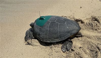 綠蠵龜回小琉球產卵 海保署裝發報器掌握洄游動態