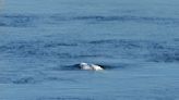 Beluga whale lost in French river euthanized during rescue