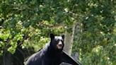 Black bear shot by FWP after chasing livestock near Billings subdivision