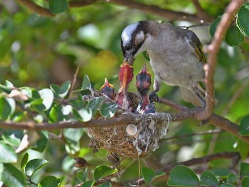 獨家》痛心！白頭翁「餵綠繡眼幼鳥」悲劇收場 鳥巢疑遭破壞落地.. 幼鳥下落不明