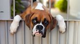 Dog Mom Lists ‘Crimes’ Her Boxer Committed This Week ‘Law and Order’ Style