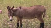 Donations flood in to help model donkey behind 'Donkey' in Shrek movie