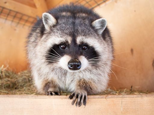 Poop, Pee And Raccoons: US Family Faces Rs 84 Lakh Repair Bill