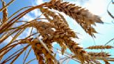 Trigo amplía caída, soja se mantiene firme por demanda de exportaciones
