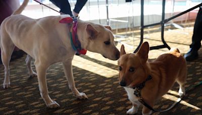 Photos: Dog Auditions for Rochester Civic Theatre s Legally Blonde