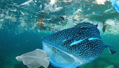 舊金山外海發現「新大陸」：太平洋垃圾帶｜鱸魚｜換日線