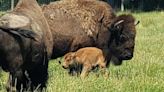 American bison calf born at Ouabache State Park