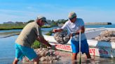 Tiny oysters play big role in stabilizing eroding shorelines