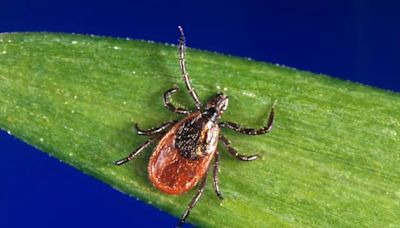 Lyme disease cases are on the rise. Here’s how to protect yourself from tick-borne illnesses.