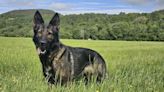 Police dog missing after running off in remote area