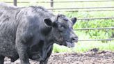 Heat stress in beef cattle | Sampson Independent