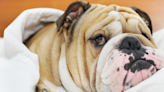 English Bulldog Woke up and ‘Chose Violence’ While Playing with Plastic Container