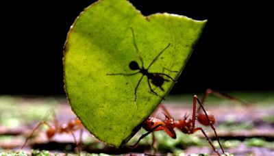 El asombroso mundo de las hormigas: cooperación, contagio social y superorganismos