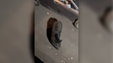 VIDEO: Bear finds midnight snack in car at Sevierville cabin, TWRA warns bear sightings are becoming more common