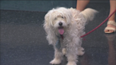 Pet of the Week: Einstein