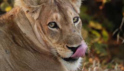 Zambia kills stray lions that prompted move to close schools