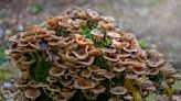 Everything You Need to Know About Maitake Mushroom