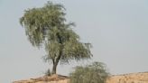 沙漠裡的小黃花 一段與阿聯國樹Ghaf相遇的故事