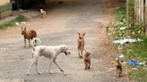 Five-year-old boy suffers serious injury in stray dog attack in Kancheepuram