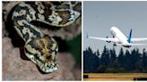 ¡De película! Serpiente causa terror a pasajeros en vuelo de United