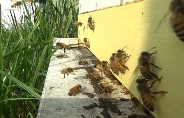 Worker dies after being attacked by swarm of bees on golf course