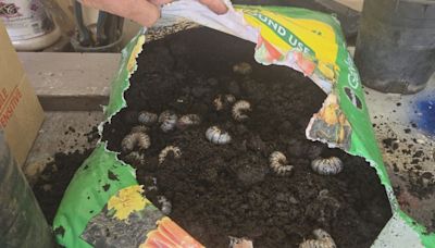 50 coconut rhinoceros beetle larva discovered in garden soil sold at Oahu store