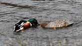 I wasn't fast enough to see the burrowing owls, but I did see a variety of birds at Market Lake - East Idaho News