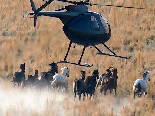 The Government Is Eradicating America's Wild Horses