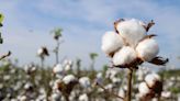 Here’s Why Earth Day Could Bring More Natural Fibers to Fashion