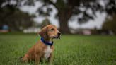 Sweet Hound Puppy With Harry Potter-Inspired Name Will Bring Magic to Her Forever Person's Life