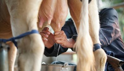 Bird flu virus now found in milk, is of “great concern” to WHO