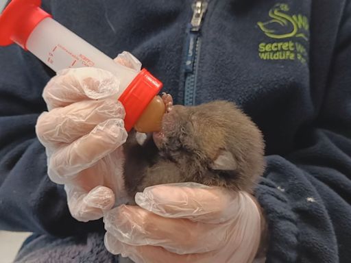 Animal rescue centre 'inundated' with orphaned wildlife | ITV News