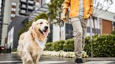 The 1 Thing You're Probably Doing On Walks That Drives Your Dog Nuts