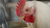 SC Poultry Festival returns to Batesburg-Leesville