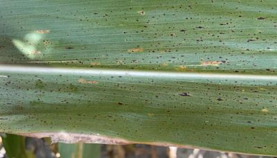 Tar spot likely 'here to stay' in Missouri corn