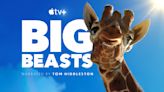 How to watch 'Big Beasts': Join Tom Hiddleston on a tour of the world's largest animals