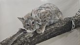 Baby bobcat escapes from northern Indiana zoo