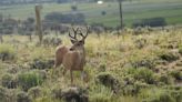 LA County tries to stop Catalina Island plans to shoot down invasive deer via helicopters