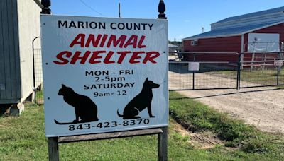 Pee Dee animal shelter ‘begging’ for fosters amid upcoming renovations
