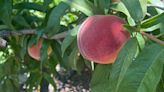 ‘This is your year to get them’: SC peach growers expect good crop
