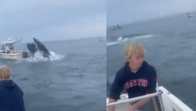 Video capturó inesperado ataque: ballena saltó sobre bote pesquero y sus tripulantes salieron volando hacia el agua