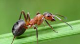 Waco bug companies get service calls due to severe weather and flooding