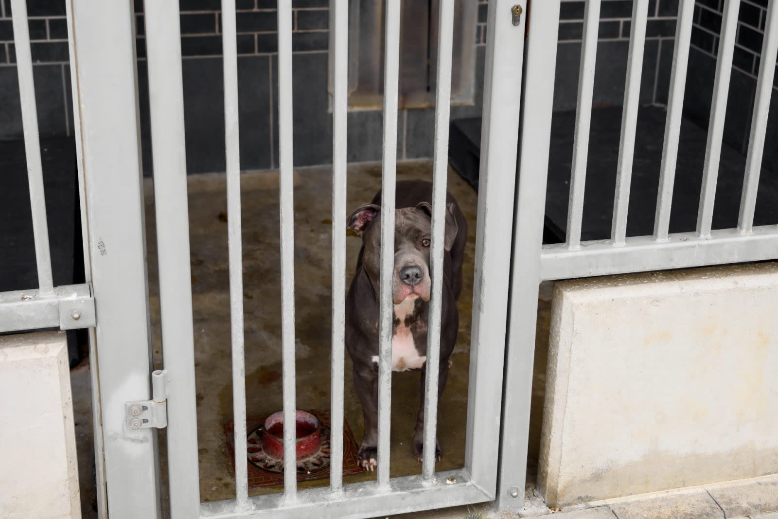 Dog Abandoned Outside of Kill Shelter Finds Hope