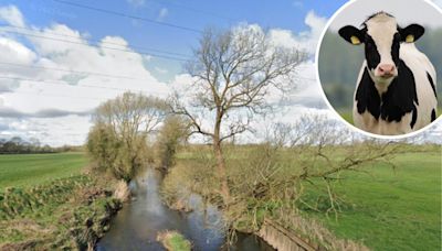 Farmer, vet and firefighters work together to rescue cow stuck in River Dane