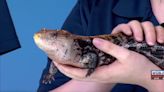Mill Mountain Zoo talks events, Blue-Tongued Skink